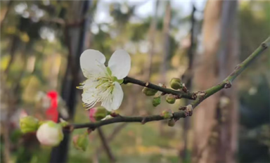 薩科微卿翠鳳：一切美好，都將如期而至